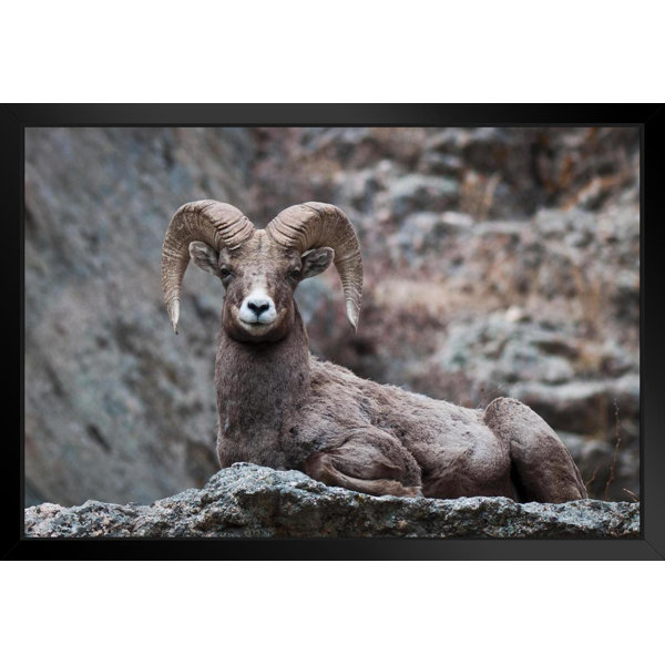 Foundry Select Eyes On You Bighorn Sheep Rocky Mountains Photo Sheep